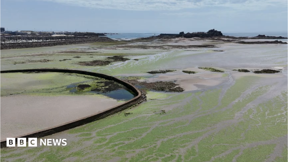 Heat and farming changes stop sea lettuce growth