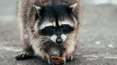Why Jimothy the raccoon has become a mega meme online