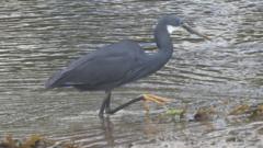Hundreds of twitchers flock to see African bird in UK for first time