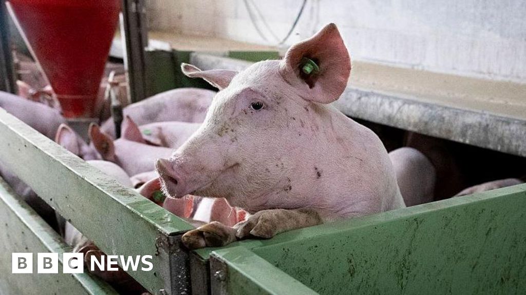Spain's huge pork industry seeks salvation from swine fever threat