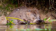 Wildlife conservation work to get £1m boost