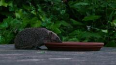 The tiny highway helping the capital's hedgehogs
