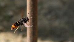 Islanders asked to 'track' not 'trample' Asian hornets