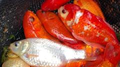 Dumped goldfish endangering native carp in lake
