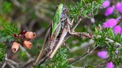 Volunteers could revive scarce bog insect numbers