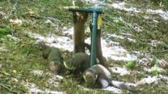 Birth of pine marten kits 'a fantastic sign'