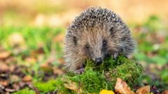 How tiny 'backpacks' and sniffer dogs could save hedgehogs from extinction