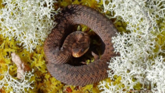 Work to protect adders, slow worms and lizards in Scots peatland