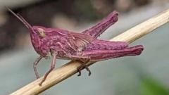 Woman finds rare pink grasshoppers in garden