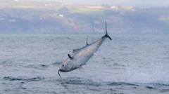 UK bluefin tuna comeback shows nature can recover, says WWF