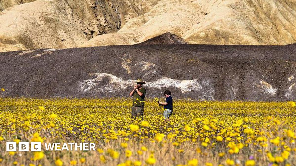 Wildflowers blanket Death Valley in best display since 2016