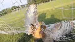 Watch: Police officers free owl tangled in football net