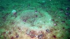 Seabed damaged by fishing showing signs of recovery