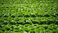 Millions of lettuces ruined by UK aphid outbreak