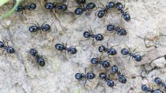 Michelin-starred restaurateur faces jail for using ants as dessert garnish