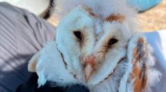 'Magical' and rare barn owl has bumper breeding season