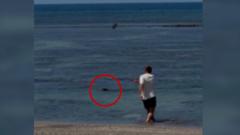 Video of man throwing rock at seal in Hawaii sparks anger