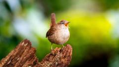 Scientists find building blocks of birdsong's 'spectacular diversity'