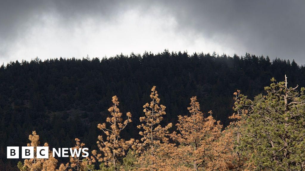 What is Trump doing with the US Forest Service?