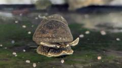 Rare snails lay eggs during car journey to zoo