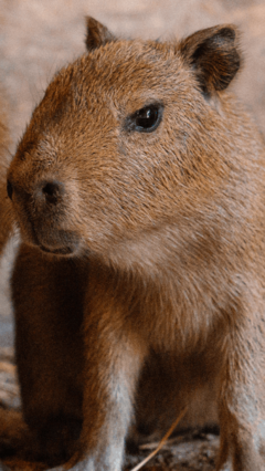 Two capybara pups born to UK's only breeding pair