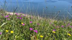Rare coastal grassland restoration completed