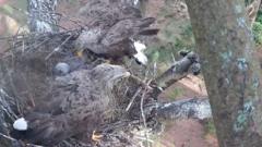 White-tailed eagle chicks fledge for fourth year