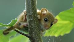 Endangered dormice on farm signal healthy landscape