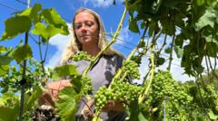 Winemakers prosper but veg farms wilt in the drought