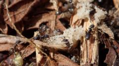 Heathland plan to support two rare species of ant