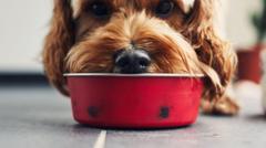 Microplastics in over 75% of pet food, study finds