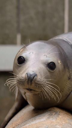The fight to stop animals dying in fishing nets