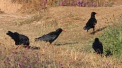 RSPB reports record-breaking chough numbers