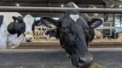 How farmers could fix Wales' polluted rivers and save money