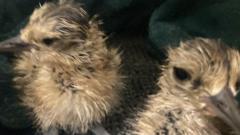 'It's a very big deal' - curlew eggs hatch after being saved from wildfire