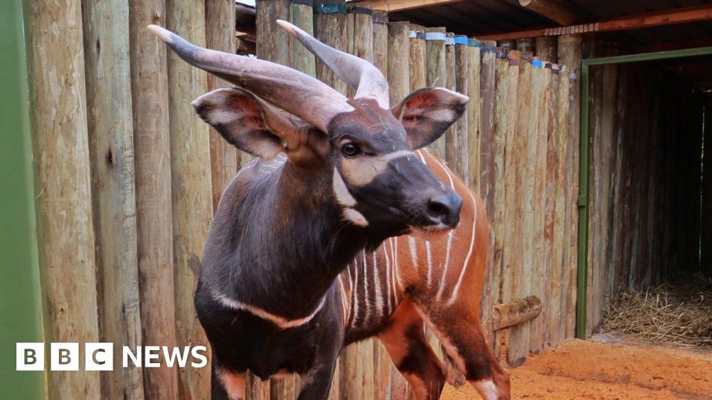 'Historic homecoming' as endangered antelopes flown to Kenya from Czech Republic zoo