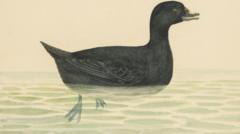 Welsh ceramicist watercolours expected to fetch up to £25,000 at auction