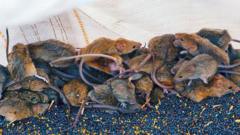 'It's like a decaying body': Australian farmers battle mouse plague