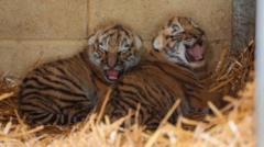 Endangered tiger cubs born in conservation boost