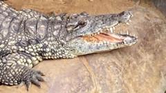 Wowcher sorry for 'unacceptable' crocodile attack email
