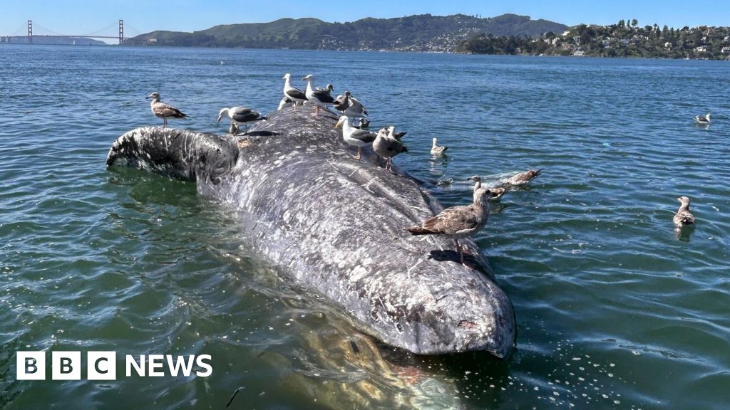 Why are gray whales dying in San Francisco's waters? US scientists search for clues
