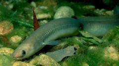Thousands of fish killed in park pollution mystery