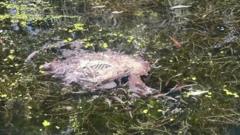 Dead animals found in canal where children row