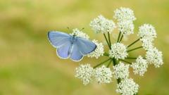 Britain set for butterfly boom after hot spring