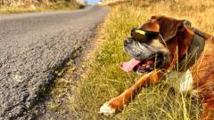 Heatwave conditions in NI for second time this summer