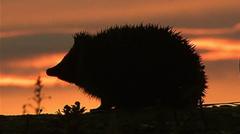 Hedgehog among four chosen animals to feature on new banknotes