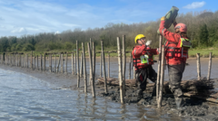 Restoration of river bank saltmarshes begins