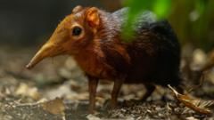 Zoo celebrates birth of second pair of Sengi pups