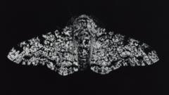 Exhibition explores moths' ability to adapt
