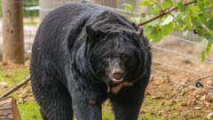 Rescued moon bears arrive at Suffolk forever home